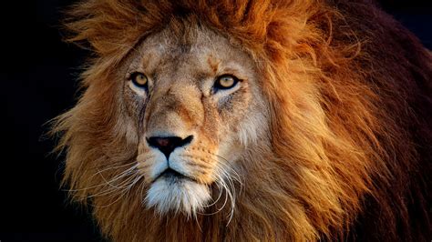 photo lion|free images of lions.